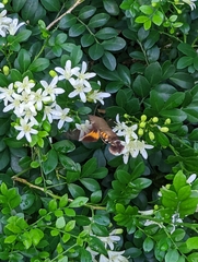 Macroglossum