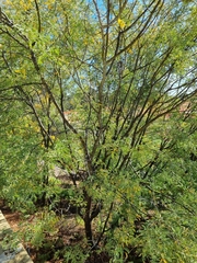 Acacia spectabilis