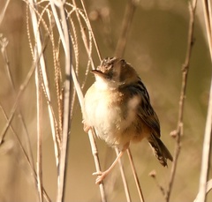Cisticola exilis