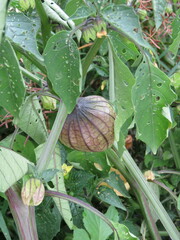 Physalis philadelphica