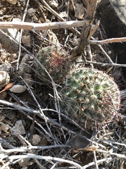 Mammillaria