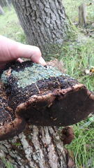 Phellinus nigricans
