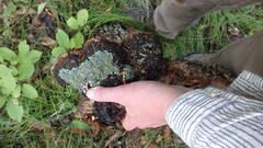 Phellinus nigricans