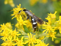 Pompilidae