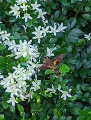 Macroglossum