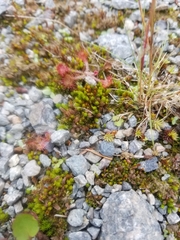 Oligotrichum