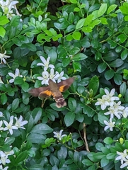 Macroglossum