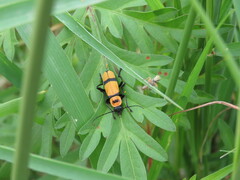 Chauliognathus nigrocinctus