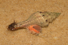 Goniofusus brasiliensis