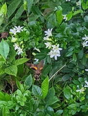 Macroglossum