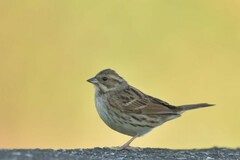 Emberiza spodocephala