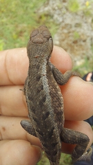 Sceloporus chrysostictus