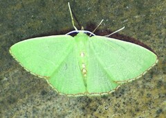 Nemoria lixaria