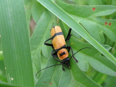 Chauliognathus nigrocinctus