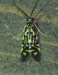 Macrostemum carolina