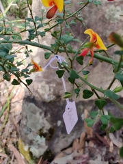 Bossiaea obcordata