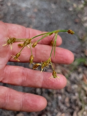 Fimbristylis