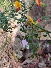 Bossiaea obcordata
