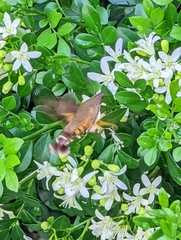 Macroglossum