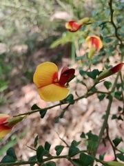 Bossiaea obcordata