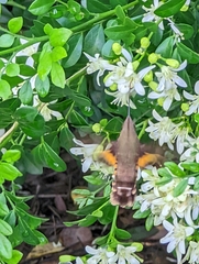Macroglossum
