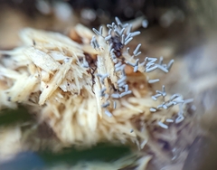 Arcyria cinerea