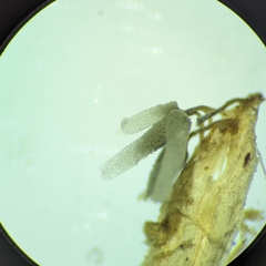 Arcyria cinerea