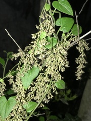 Dioscorea pedicellata