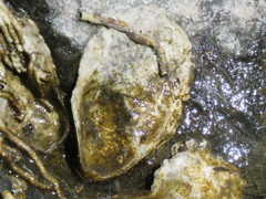 Ostrea lurida
