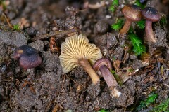 Cantharellus