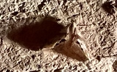 Hypsoropha hormos