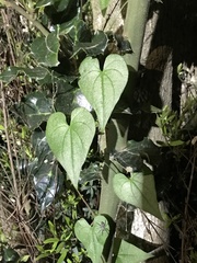 Dioscorea pedicellata