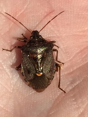 Cermatulus nasalis nasalis