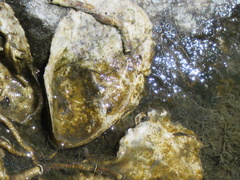 Ostrea lurida