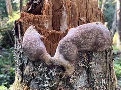 Reticularia lycoperdon