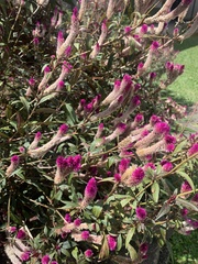 Celosia