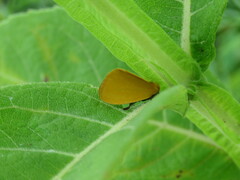 Eulithosia composita