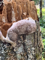 Reticularia lycoperdon