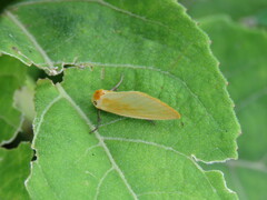 Chrysoecia