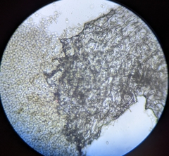 Arcyria cinerea