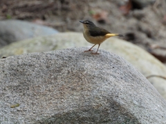 Myiothlypis fulvicauda