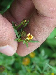 Chrysanthellum indicum mexicanum