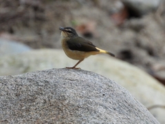 Myiothlypis fulvicauda