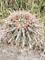 Ferocactus latispinus
