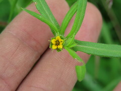 Melampodium sericeum