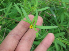 Melampodium sericeum