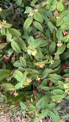 Hypericum calycinum