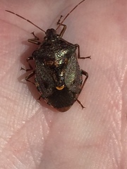 Cermatulus nasalis nasalis