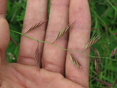 Bouteloua repens