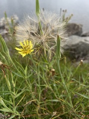 Tragopogon pratensis